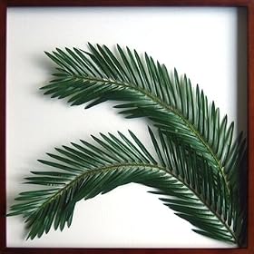 F-style ���[�t�p�l���EElaeis guineensis / �A�u�����V 625x625x30mm