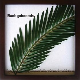 �s���[�t�p�l���tElaeis guineensis(�M�j�A�A�u�����V)