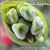 �G�N�X�g���I�[�f�B�i���[�E�}�V�[��