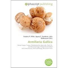 Armillaria Gallica