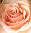 BEST FLOWER -B SIDE COLLECTION-