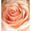 BEST FLOWER -B SIDE COLLECTION-