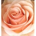 BEST FLOWER -B SIDE COLLECTION-