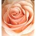 BEST FLOWER -B SIDE COLLECTION-