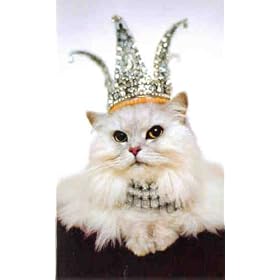 AVANTI PRESS   cat �~�j�J�[�h�@�@�����t��  �A�����J��