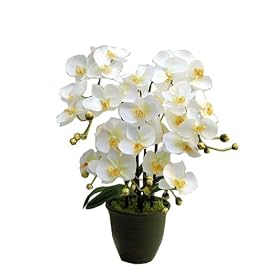 ���Ƃ₷�炬�̐l�H���� �Ӓ���5�{�� (H60cm) BF-008(�z���C�g) 4149v