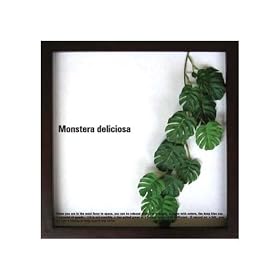 �s���[�t�p�l���tMonstera deliciosa(�����X�e�� �f���V�I�T)