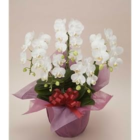 �~�f�B�Ӓ���5�{���@���y���a�����E�������j���̃v���[���g�ɍœK�I�z