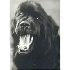 Gentle Giants: A Book of Newfoundlands