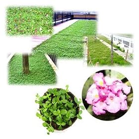 ����Ή��p�C���_���\�E�F�N���s�A�s���N�n(S2)3���|�b�g20���Z�b�g