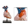 �C�[�m�T�C�G���X HEART(�S��)