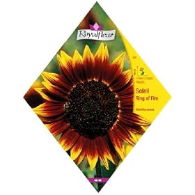 ���C�����t���[�� �q�}���� Ring of Fire
