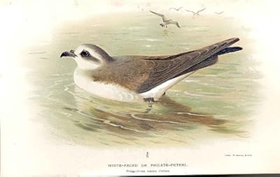  フリゲート艦の Petrel の Thorburn の白い直面されたまたは鳥 1855-97