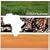 The Very Best of Sounds of Blackness
