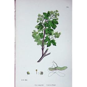 �A���w�� C1902 ���ʂ̂����ł̃G�C�T�[ Campestre �F��A���܂�