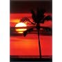 Palm Sunset [PP-30237] [�|�X�^�[]