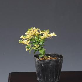 �c�F��������ǂ���