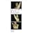�A�_�[�W�F�b�g ���[���X�E�x�W���[���̎��� [DVD]