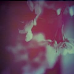 Cherry trees(����󒍌��萶�Y)(DVD�t)