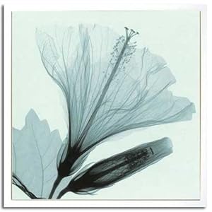 【クリックで詳細表示】X-Ray PHOTOGRAPHY(レントゲンフォトグラフィー)ポスターフレーム Steven N.Meyers / Hibiscus＆Bud 630x630x30mm： ホーム＆キッチン
