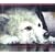 WOLF�fS RAIN O.S.T.2