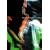 Tonight�fs Live Ivory [DVD]
