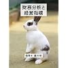 �������͂ƌo�c�w�W ���얾 [DVD]
