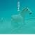���C�ł���