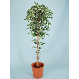 ���G�} �ϗt�A�� �x���W���~���n���C�A�� 160cm