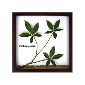 �s���[�t�p�l���tPachira glabra(�p�L�� �O���u�� )