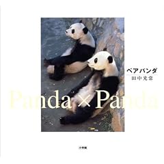 �y�A�E�p���_