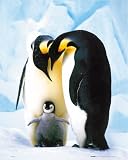  Penguins (Parents & Baby) Art Poster Print - 16