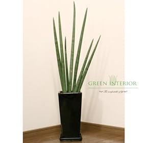 �yGreen Interior�z�T���Z�x���A �L�����h���J105cm �X�N�G�A�����O�|�b�g(�u���b�N)