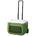 Coleman(�R�[���}��) �z�C�[���N�[���[50QT �O���[�� 2000008454