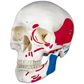 【クリックで詳細表示】頭蓋，筋・番号表示付，3分解モデル