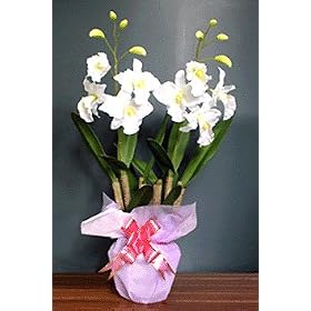 ���ŋ�C���L���C�ɂ�����G�}�@�J�g���A �z���C�g