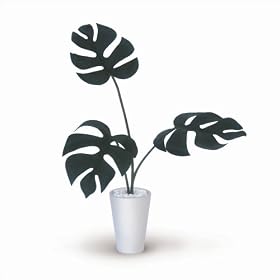 �s�l�H�ϗt�A���E���ԁtMonstera Deliciosa small/GR(�����X�e�� �f���V�I�T)