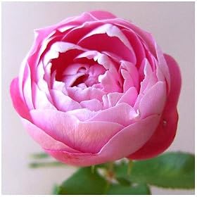 �I�[���h���[�Y�F�� ���[�k �r�N�g���A�V�c[��G�炫][��o��]