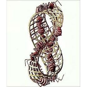 �|�X�^�[ MC �G�b�V���[ Mobius Strip