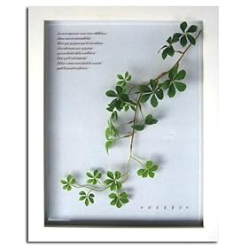 �s�v�����g�@�A�[�g�t���[���tSuger vine�i�V���K�[�o�C���j