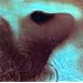 Meddle