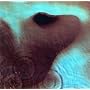 Meddle