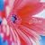 ���ƗH�|�R���s���[�V�����A���o�� "fleur"