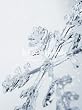 Winter Ballades(���񐶎Y�����)(DVD�t)