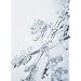 Winter Ballades(���񐶎Y�����)(DVD�t)