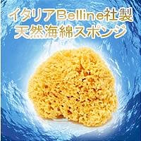 【クリックで詳細表示】天然海綿ハニコム種(16cm)
