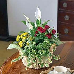 �y��ꉀ�|�v���[���c�I�������E�T�}�[�M�t�g12��z�T�}�[�o�X�P�b�g