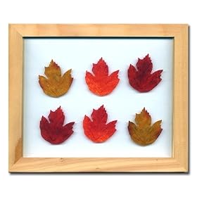 �s�v�����g�@�A�[�g�t���[���tMaple Leaf�i���[�v�����[�t�j