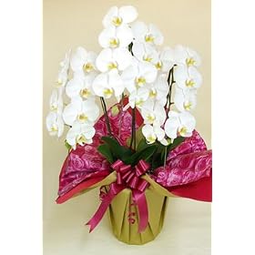 �Ӓ��� �a���� �J�X�j���p�̉�