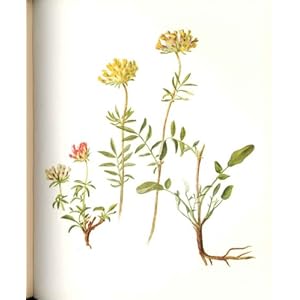 【クリックで詳細表示】Fingers Perrin 株式会社エド 1914 顕花植物の女性の